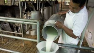 APROLECHE se queja Plan Social
reparta leche en polvo importada