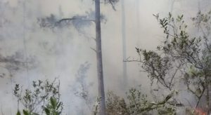 Autoridades  dominicanas combaten un incendio forestal en  zona de Pedernales
