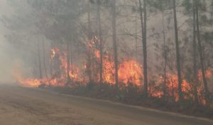 Informan ha resurgido el incendio en la sierra del Bahoruco, debido a vientos