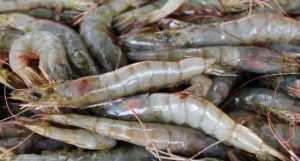 Ministerio Público decomisa 357 libras de langosta y cangrejo en Pedernales