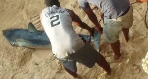 PUERTO PLATA: Medio Ambiente evita captura de un tiburón en Sosúa PUERTO PLATA: Medio Ambiente evita captura de un tiburón en Sosúa