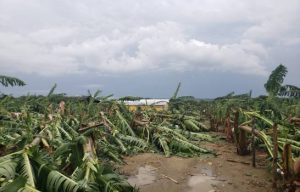 Tornado derriba plantaciones y casas en comunidades Hato Mayor y Montecristi