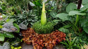 Rara ‘flor cadáver’ a punto de florecer en Nueva York