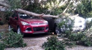 SANTIAGO: Turbonada derriba árboles, daña autos en localidades del Cibao