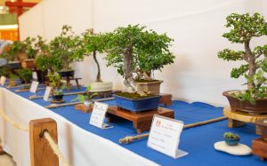 Exposición de Bonsái recrea un paisaje en miniatura en Agora Mall Exposición de Bonsái recrea un paisaje en miniatura en Agora Mall