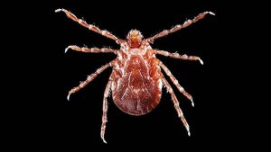 Una garrapata que se autoclona acorrala a los neoyorquinos