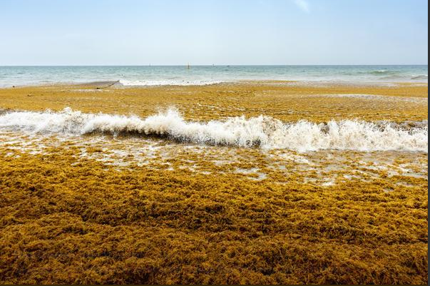 Invasión de sargazo llega también a las playas de Florida imagen