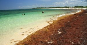 Expertos 18 países invitados a cumbre para analizar problema zargazos