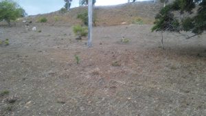 PUERTO PLATA: Sequía amenaza con extinguir producción; mueren menores