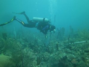 Costa Rica ayuda a R. Dominicana en restauración de arrecifes coralinos