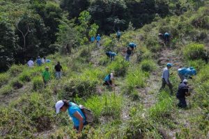 Grupo Popular participa en regeneración boscosa cuenca del Ozama