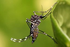 Confirman veintena de casos de dengue en Haití