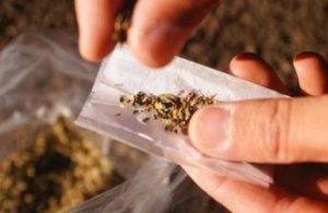 Nueva York rectifica por «injustas» las condenas por marihuana