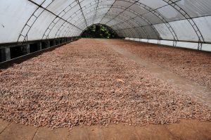 Agricultura declara zonas cacaoteras en regionales Sur y Noroeste