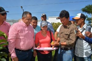 Cosechan en proyecto IAD primera producción de peras japonesas en el país Cosechan en proyecto IAD primera producción de peras japonesas en el país