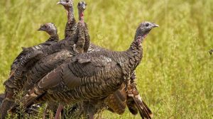 Pavos silvestres hostigan a comunidad en Nueva Jersey