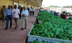 Miles se benefician de ventas de plátanos y guineos del Gobierno Miles se benefician de ventas de plátanos y guineos del Gobierno