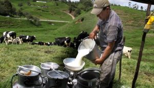 DM emite decreto regula calidad e inocuidad de la leche y derivados