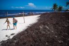 Italia y Noruega apoyan lucha de México contra zargazo afecta playas