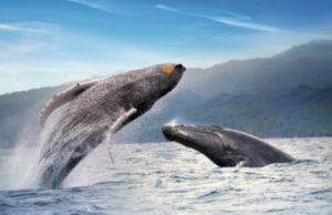 De enero a marzo Samaná recibe hasta 2.000 ballenas jorobadas 