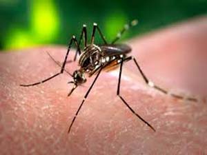 Dos niñas de 3 y 4 años mueren con síntomas de dengue en Bella Vista imagen