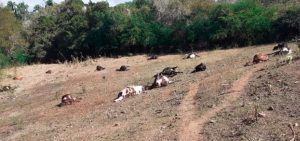 En Santiago Rodríguez murieron envenenados 35 vacas y un toro