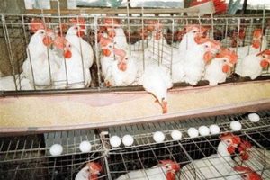 Miles de gallinas ponedoras y pollos de engorde mueren en la RD