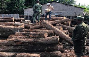 BONAO: Allanan un aserradero por procesamiento ilegal de madera