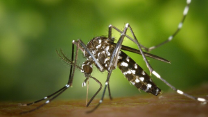 Diagnostican en España primer caso transmisión sexual de dengue  
