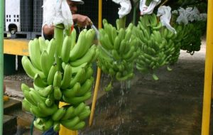 Preocupa a productores de banano y cacao nuevas normas de la UE