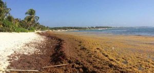 Sector hotelero de Riviera Maya preocupado por el sargazo