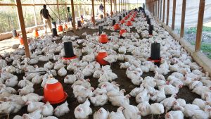 Productores garantizan suministro de pollos y huevos durante crisis