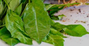 Catedráticos de la R. Dom. proponen plantas medicinales contra Covid-19