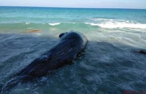 BARAHONA: Muere ballena tenía varios días varada en arrecife de la zona