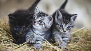 Dos gatos en Nueva York dan positivo al coronavirus, según las autoridades