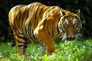 Tigre del zoológico de El Bronx da positivo de coronavirus