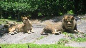 Cuatro tigres y 3 leones dan positivo al coronavirus en el zoológico del Bronx