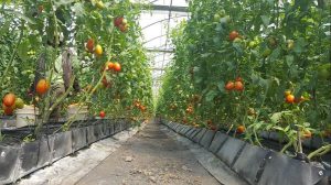 Productores vegetales Rancho Arriba piden Estado evite vayan a quiebra