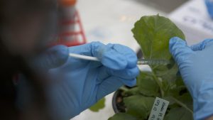 Investigan si la planta de tabaco puede ofrecer la vacuna del Covid-19