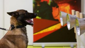 Perros detectan COVID-19 con el olfato en proyecto piloto