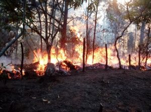 Dirigente MPD denuncia incendio bosques de Sabana Clara, Santiago