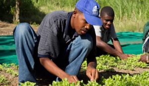 Haití apuesta por relanzar la agricultura, pese a crisis sanitaria