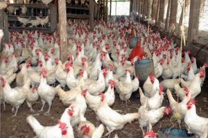 Gobierno garantiza 25 millones de libras de pollo para Navidad