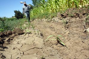 Sequía provoca racionamiento de agua para cultivo en el sur y noroeste