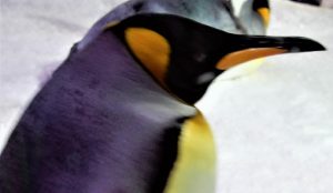 En Nueva Zelanda, en la tierra de los Maoríes En Nueva Zelanda, en la tierra de los Maoríes