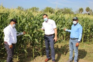 INTABACO ayuda a productores con programa rotación de cultivos