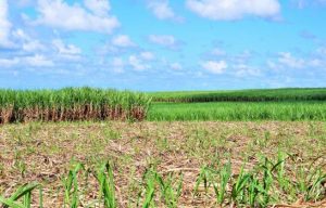 Central Romana obtiene tercera certificación de calidad ambiental