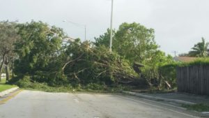 Ventarrones derriban árboles, postes y dejan sin electricidad el Cibao