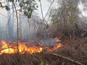 PUERTO PLATA: Extinguen incendio en los manglares de Estero Hondo