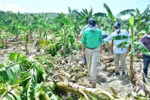 INESPRE compra un millón plátanos a productores afectados por Laura